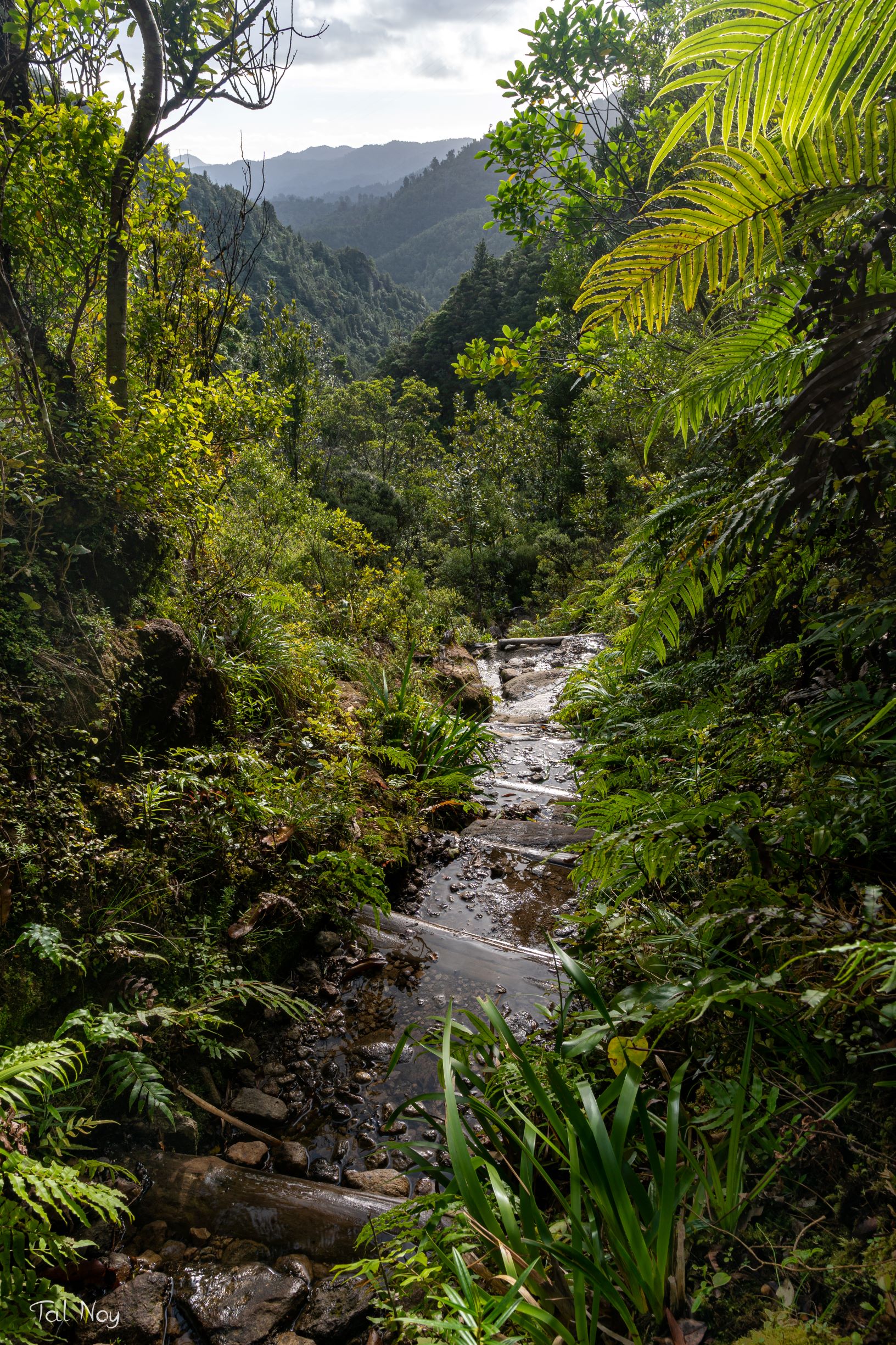 A small stream cascading through lush tropical forest with ferns and palms, mountains beyond